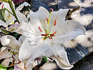 Lily flower - closeup view, macro