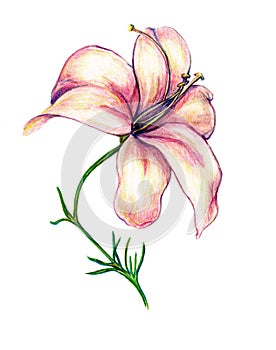 Lily Flower in Color with Long Stamen and Stem