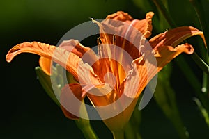 Lily flower on dark background, macro