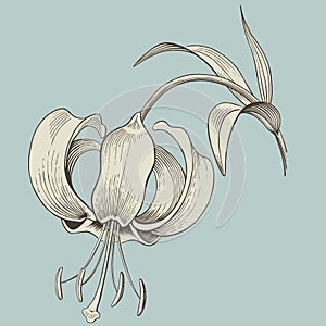 Lily flower engraving or ink drawing. Vector