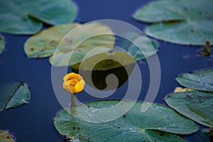 lily flower floating on water