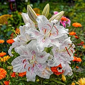 Lily flower in a garden