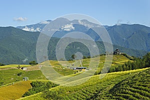 Lily flower garden with beautiful mountain scenery