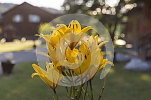 Lily flower in the garden, ornamental flowerbed - an example of landscaping. Lilium plant floral wallpaper.