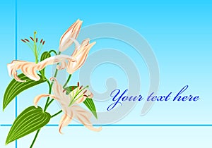 Lily flower greatings card vector