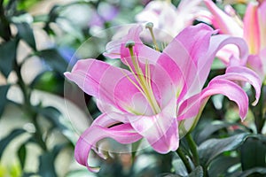 Lily flower and green leaf background in garden at sunny summer or spring day. Lily Lilium hybrids.