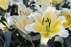 Lily flower and green leaf background in garden at sunny summer or spring day. Lily Lilium hybrids.