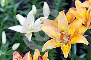 Lily flower and green leaf background in garden at sunny summer or spring day. Lily Lilium hybrids.