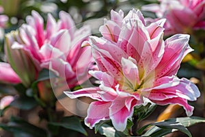 Lily flower and green leaf background in garden at sunny summer or spring day. Lily Lilium hybrids.