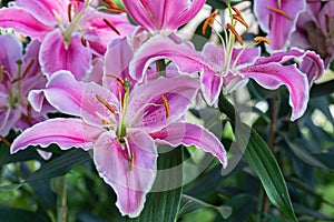 Lily flower and green leaf background in garden at sunny summer or spring day. Lily Lilium hybrids