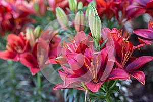 Lily flower and green leaf background in garden at sunny summer or spring day. Lily Lilium hybrids