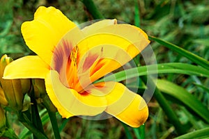 Lily flower on green leaves background