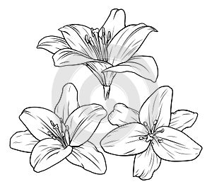 Ľalia kvetina ilustrácie 