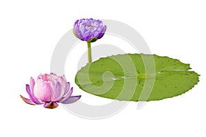 Lily flower and ily pad