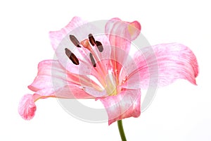 Lily flower isolated