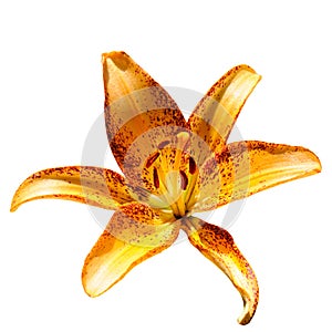 Lily flower isolated on white