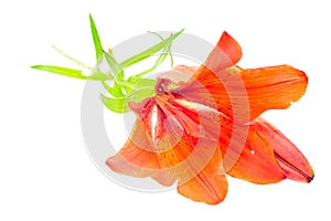 Lily Flower Isolated on White