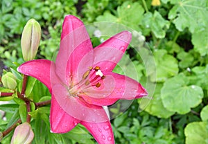 Lily flower of the la hybrid Fangio variety is red-crimson after the rain