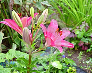 Lily flower of the la hybrid Fangio variety is red-crimson after the rain