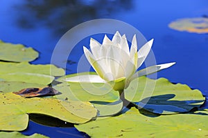 Lily flower on lake