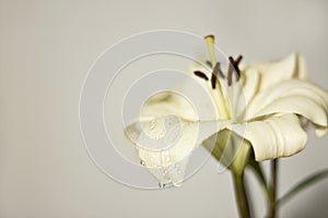 Lily flower photo