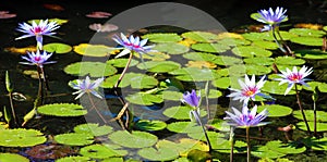 Lily flower loto purple flor de loto beautful colors