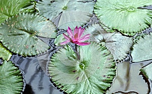 Lily flower loto purple flor de loto beautful colors photo