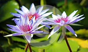 Lily flower loto purple flor de loto beautful colors photo