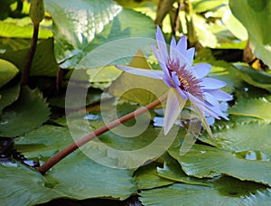 Lily flower loto purple flor de loto beautful colors photo