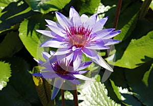 Lily flower loto purple flor de loto beautful colors photo