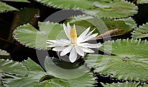 Lily flower loto white flor de loto beautful colors photo