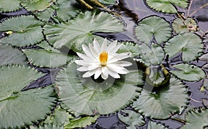Lily flower loto white flor de loto beautful colors photo
