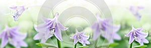 Lily flower LÃÂ­lium in a field on a clear summer day. The sun`s rays and glare penetrate the foliage. Light airy atmosphere photo