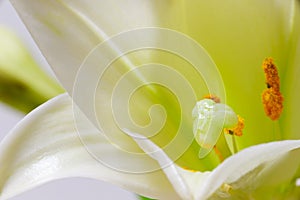 Lily flower macro