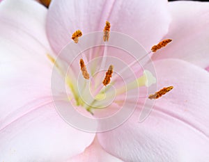 Lily flower macro abstract