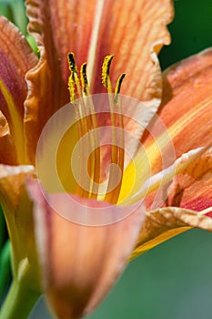 Lily flower macro closeup