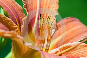 Lily flower macro closeup