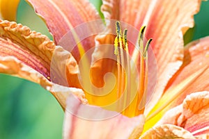 Lily flower macro closeup