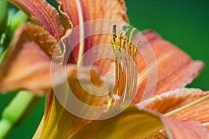 Lily flower macro closeup