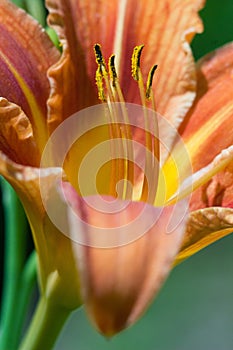 Lily flower macro closeup