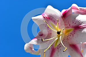 Lily Flower macro closeup blue Sky