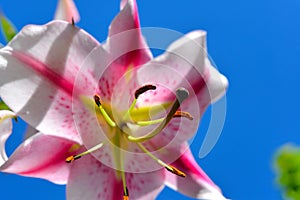 Lily Flower macro closeup blue Sky