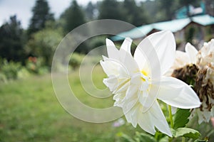 Lily flower macro shot at Mukteshwar, Uttarakhand, India
