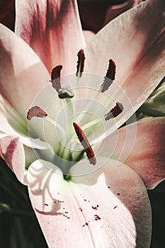 Lily flower macro view