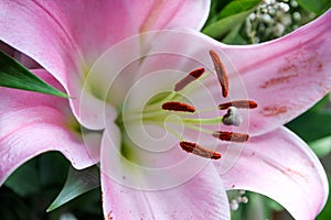 Lily flower macro view