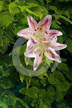 Lily flower in nature