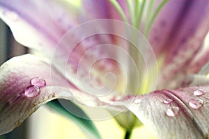 Lily flower ping closeup background beautiful macro two flower heads