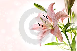 Lily flower with pink petals, stamen, pistil and green leaves against a bright bokeh background with copy space