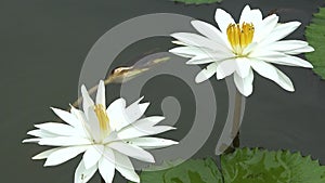 Lily flower in the pond. Beautiful white water lilies in sun light on nature green background, wild forest. Natural