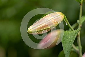 Lily flower after rain. Closed bud closeup.